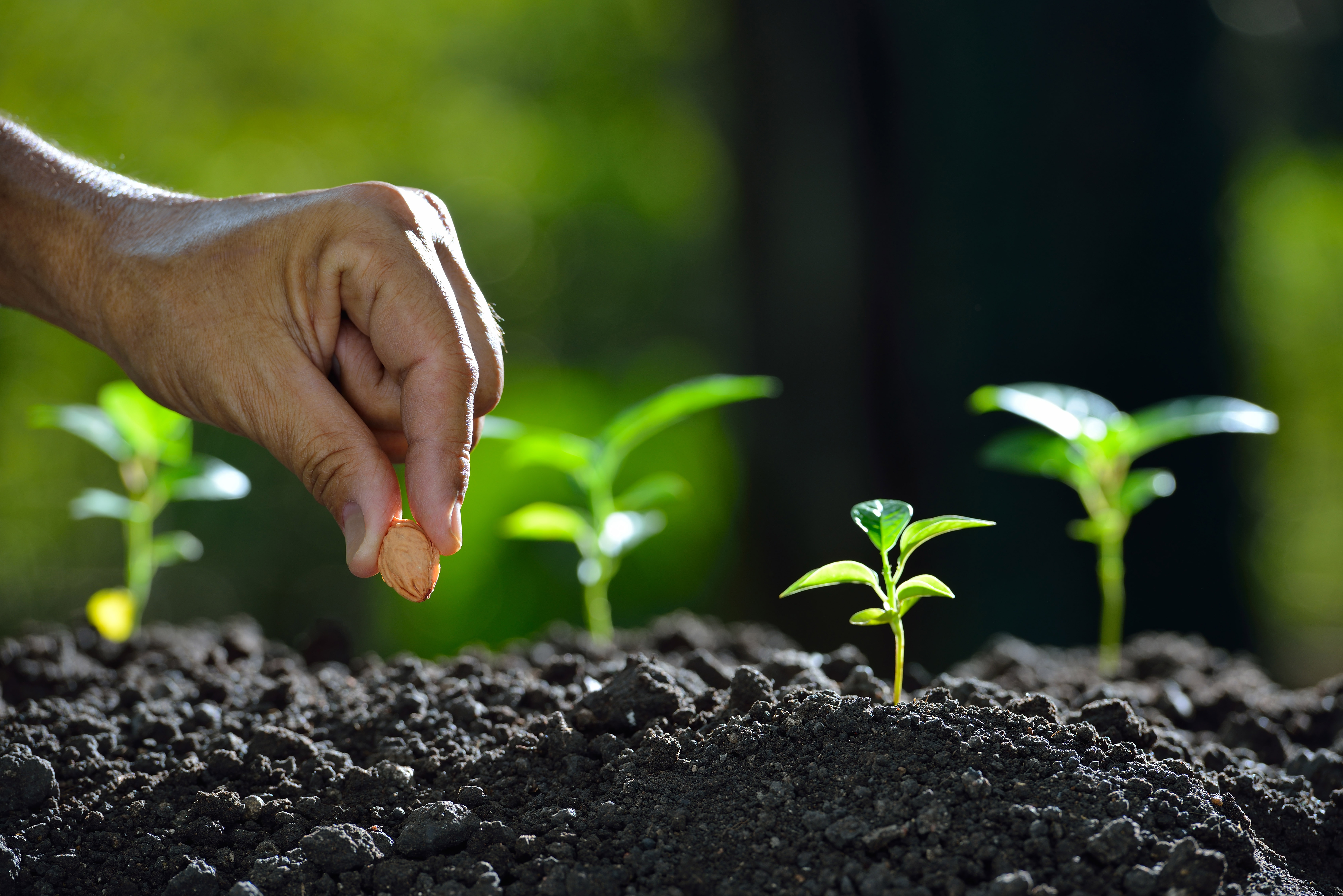 Seed. Сажать семена. Семена в почве. Урожай ростки. Человек сажает семена.